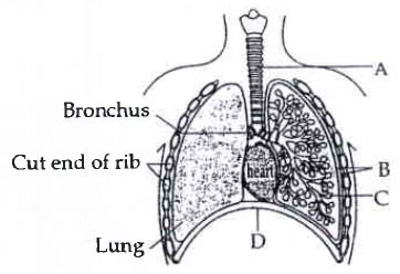 Middle School Human Respiratory System Diagram Without Labels - Diagram