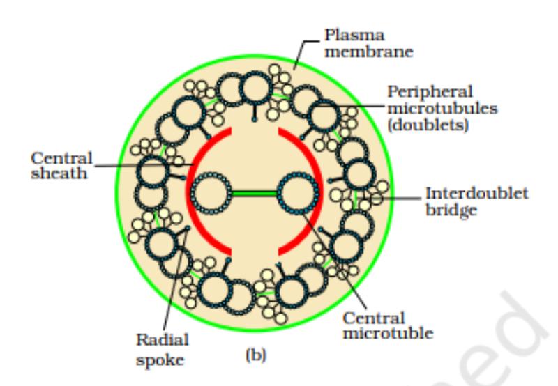 Solve! Cytoskeleton is made up of: