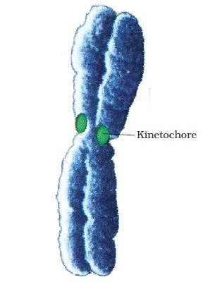 Chromosomes