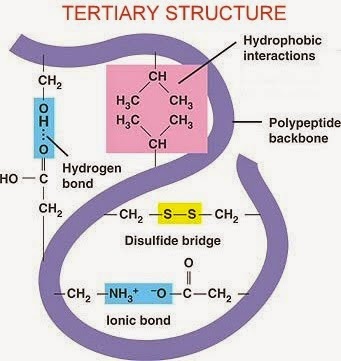 Tertiary Structure