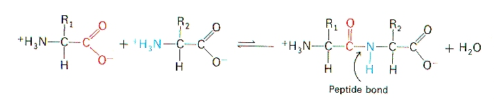 Peptide Bond