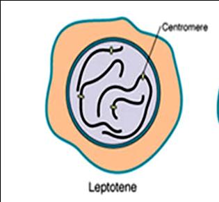 Leptotene