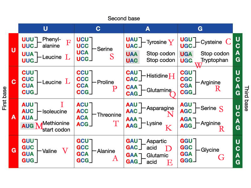 Solve If One Strand Of Dna Has The Nitrogenous Base Sequence At Atctg What Would Be The Complementary Rna Strand Sequence