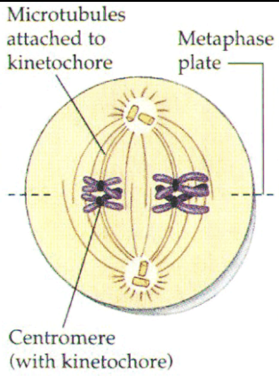 Help me answer: Match the stages of meiosis in Column I to their