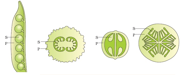 Zygote Formation