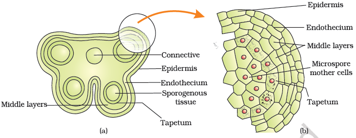 Structure of Microsporangium