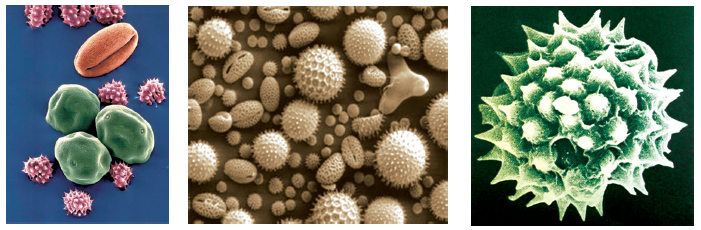 Experiment to reveal the structure of pollen grains