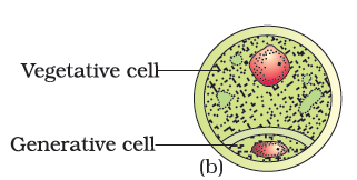 Structure of pollen grains