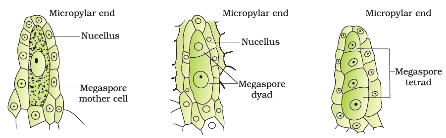 Can someone help me with this, In angiosperms,microsporogenesisand