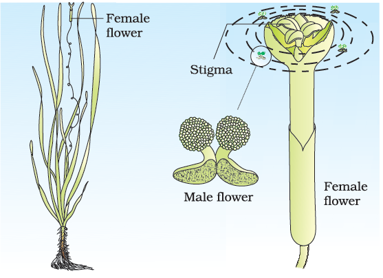 Fig. 27