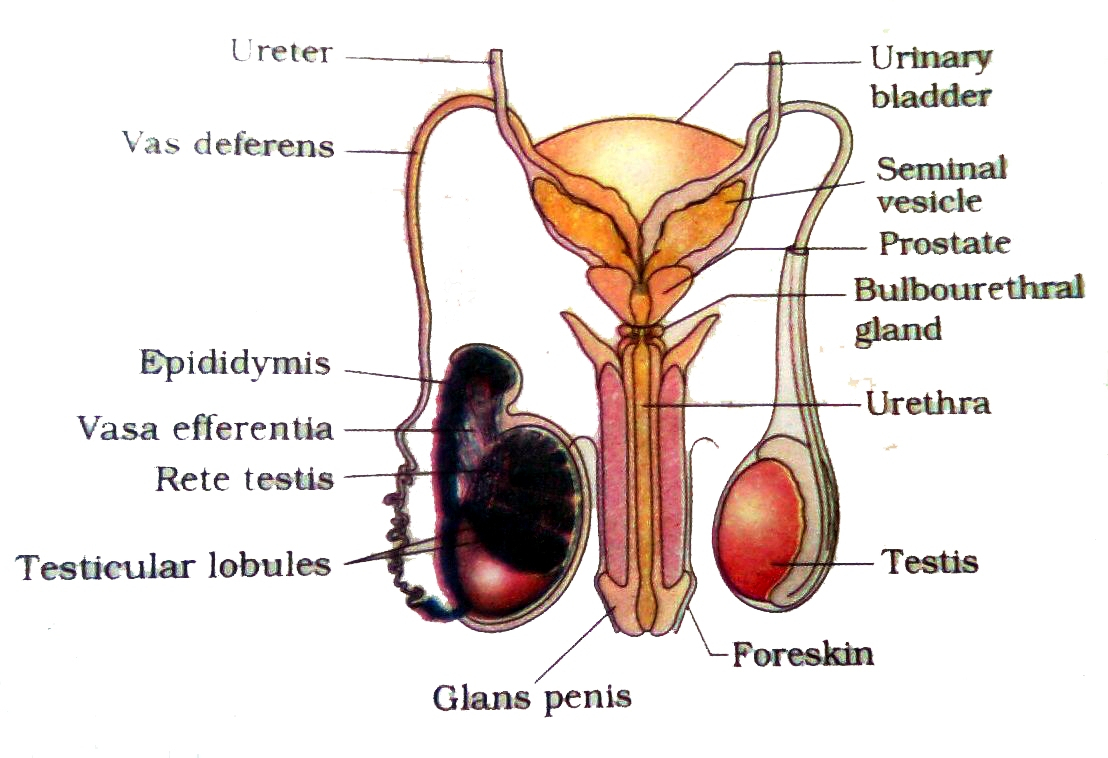 Types Of Sexual Reproduction By April Pasieczka