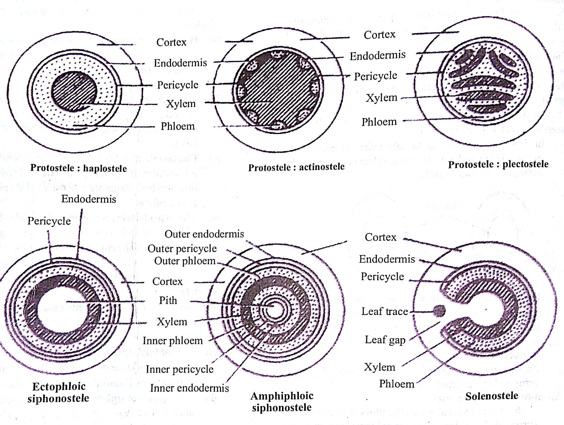 Stuck here, help me understand Cortex is the region found