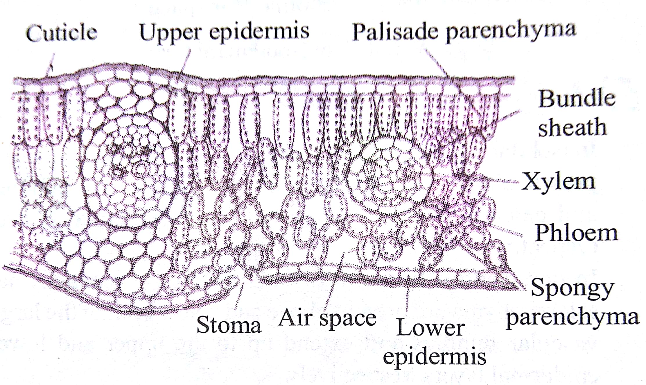 Internal Structure of Leaf (Dorsiventral or bifacial)
