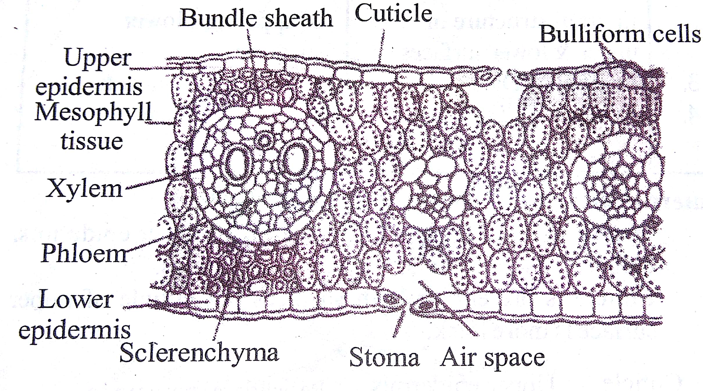 Internal Structure of Isobilateral leaves or equifacial