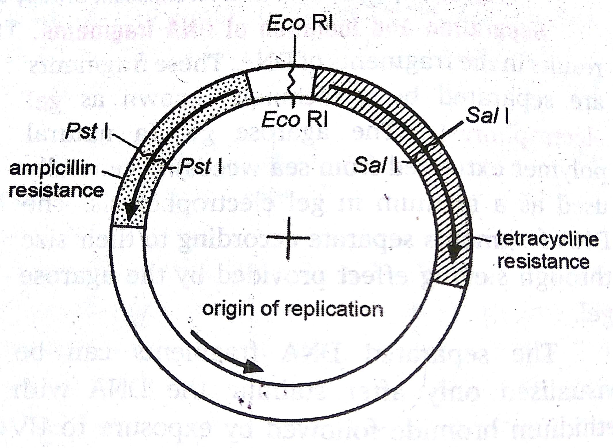 Constructed plasmid