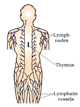 Lymphoid organs