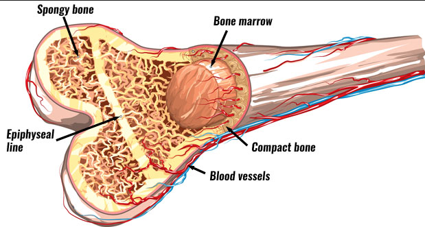 Bone marrow