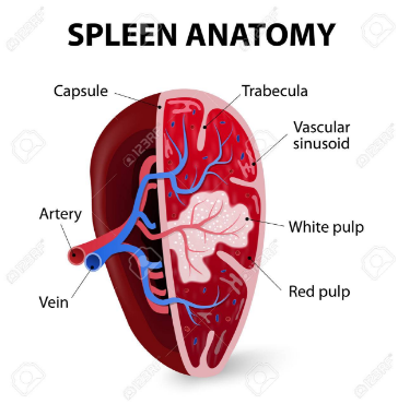 Function of spleen