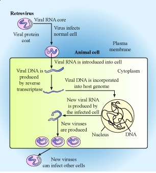 Replication of retrovirus