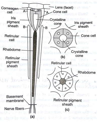 Fig. 233