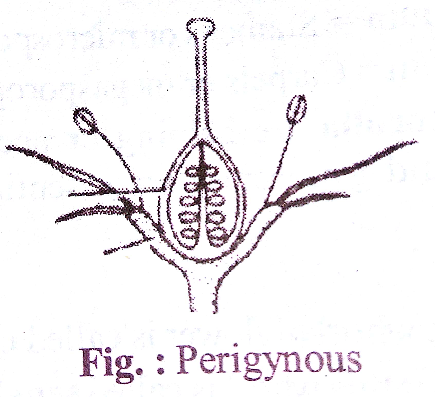 Need explanation for Ovary is halfinferior in the flowers of