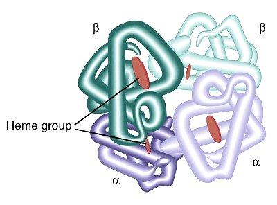 Image result for Quaternary Structure of Protein.