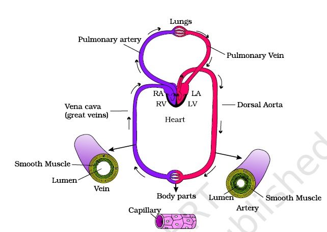 Systemic Circulation