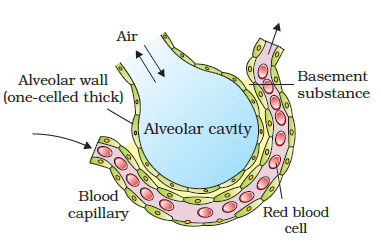 Diffusion membrane