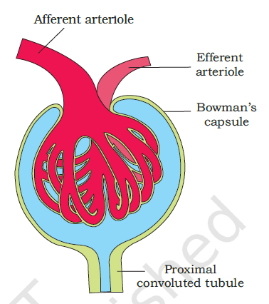 Malpighian Body
