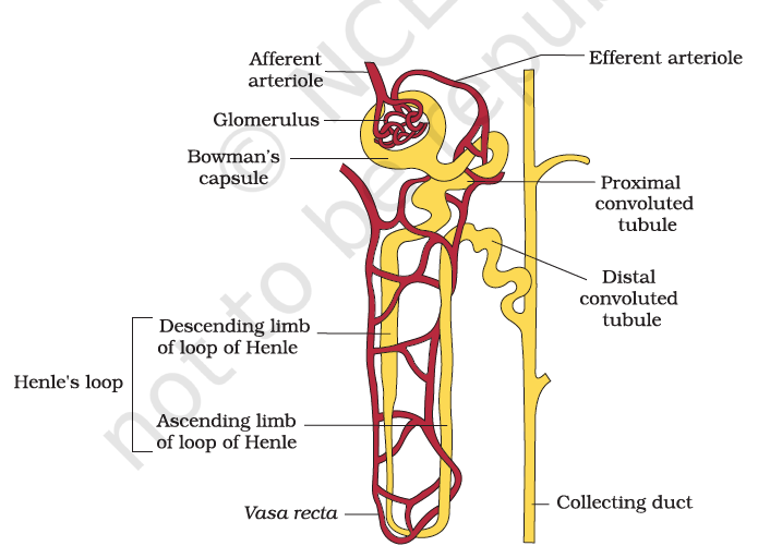 Nephron structure