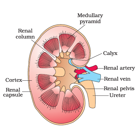 structure of kidneys