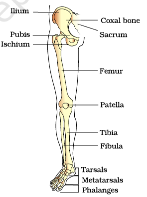 The figure is showing part of right pelvic girdle and lower limb bones ...