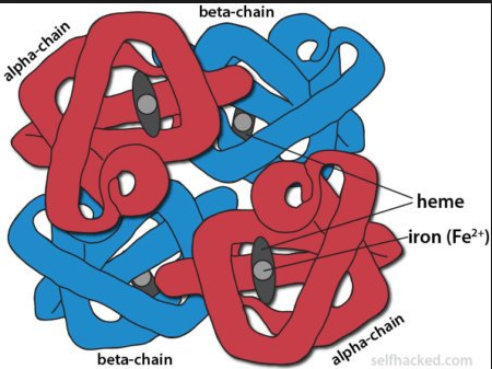 Haemoglobin