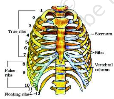 Need clarity, kindly explain! Out of 'X' pairs of ribs in humans only